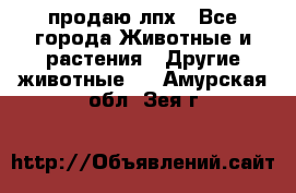 продаю лпх - Все города Животные и растения » Другие животные   . Амурская обл.,Зея г.